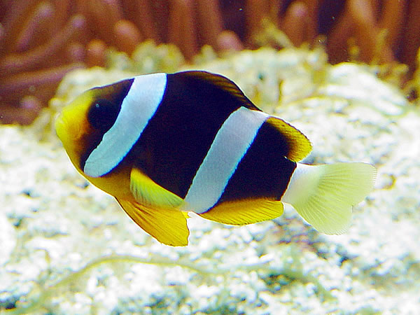 AMPHIPRION CLARKII